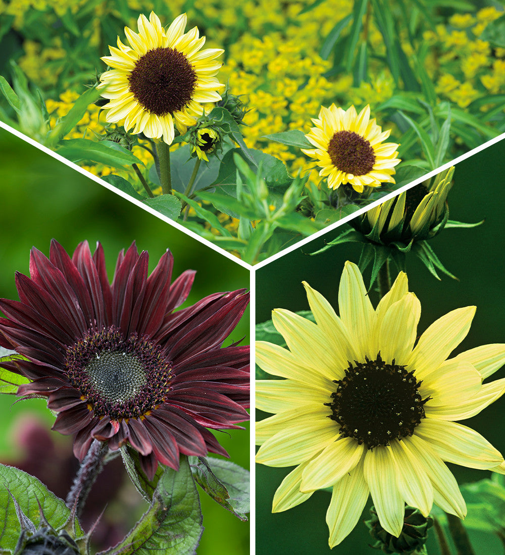 Sarah Raven Sonnenblumen Samen Kollektion 3 Tüten