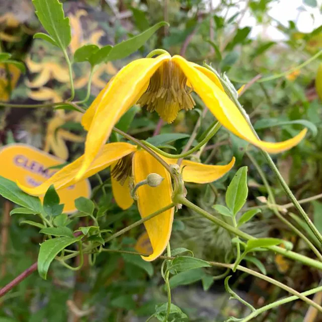 Sarah Raven Clematis tangutica Helios Waldrebe gelb 2 Liter Topf
