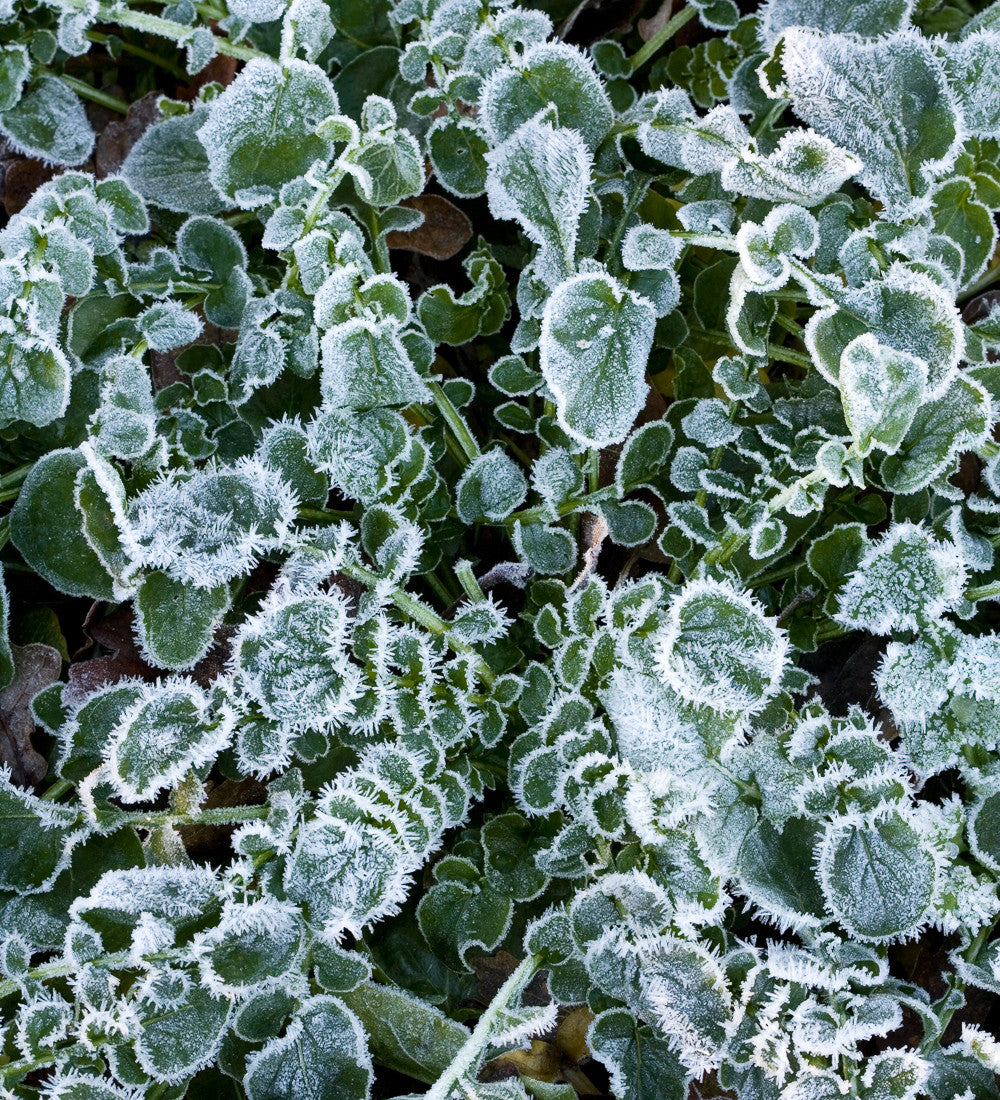 Sarah Raven Seeds American Land Cress Samen 1000 Samen Salat