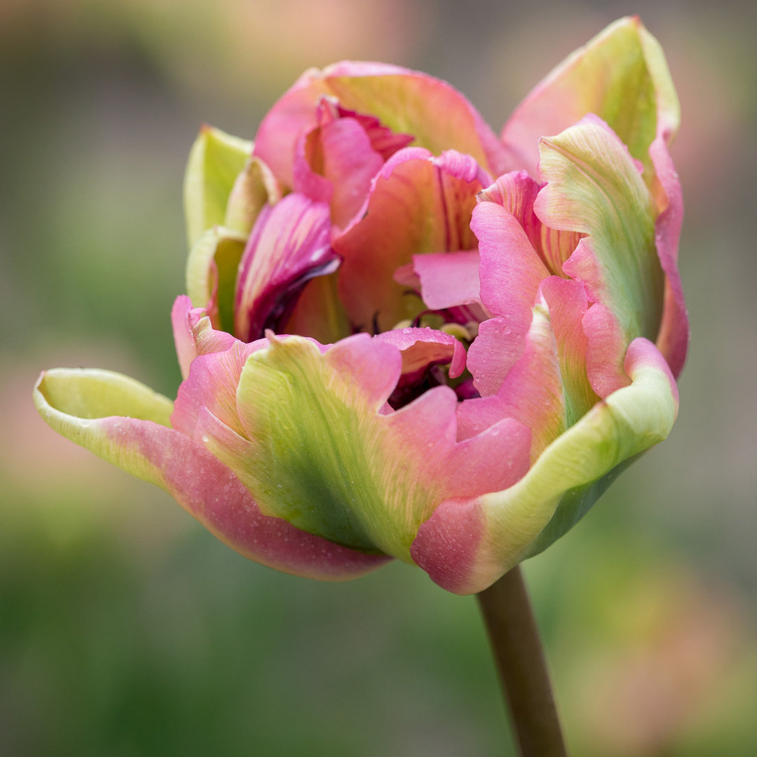 Sarah Raven Bulbs Tulpe Double Groenland Blumenzwiebeln 15 Stück gefüllt