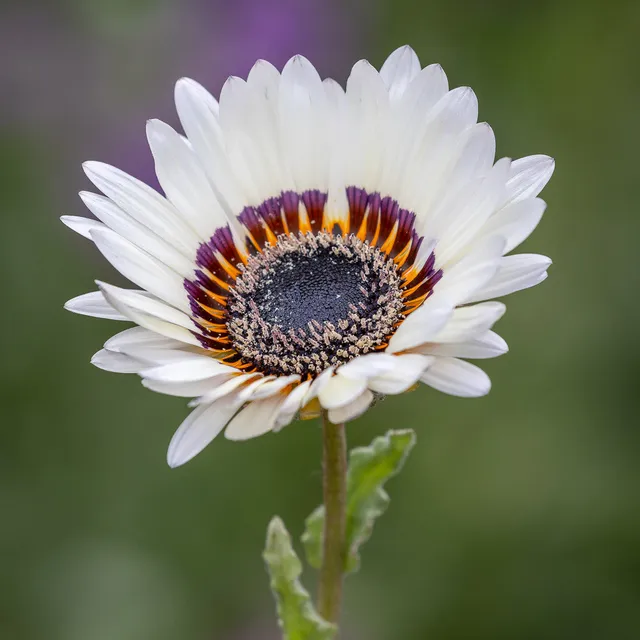 Sarah Raven Seeds Zulu Prince Arctotis Samen 20 Samen weiß