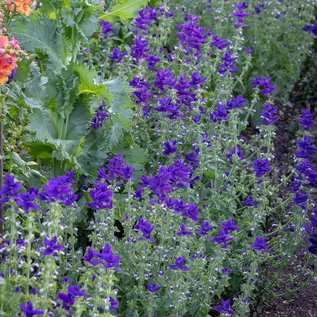 Sarah Raven Seeds Salvia Blue Monday Blumensamen 100 Samen