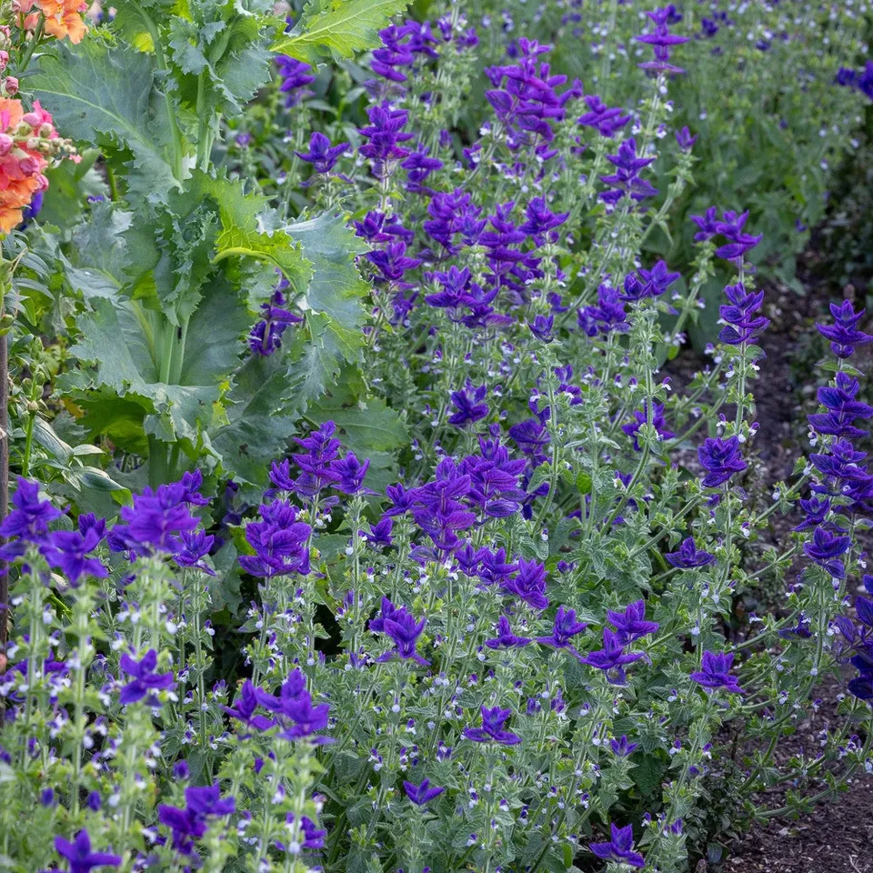 Sarah Raven Seeds Salvia Blue Monday Blumensamen 100 Samen