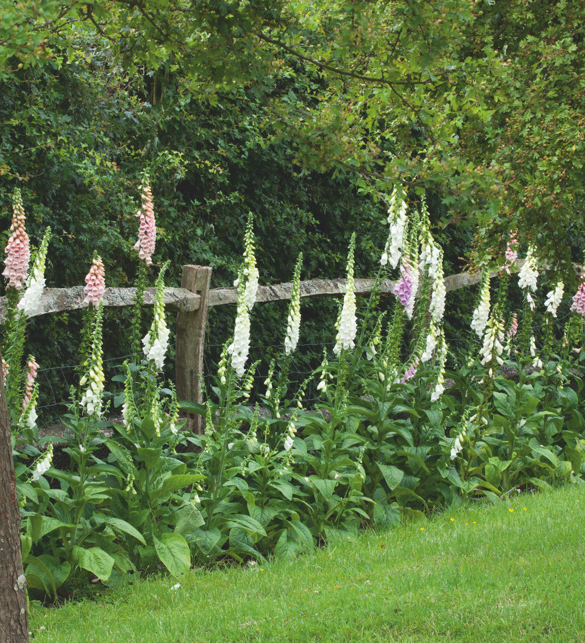 Sarah Raven Plants Digitalis Albiflora Fingerhut Samen 340 Stück creme