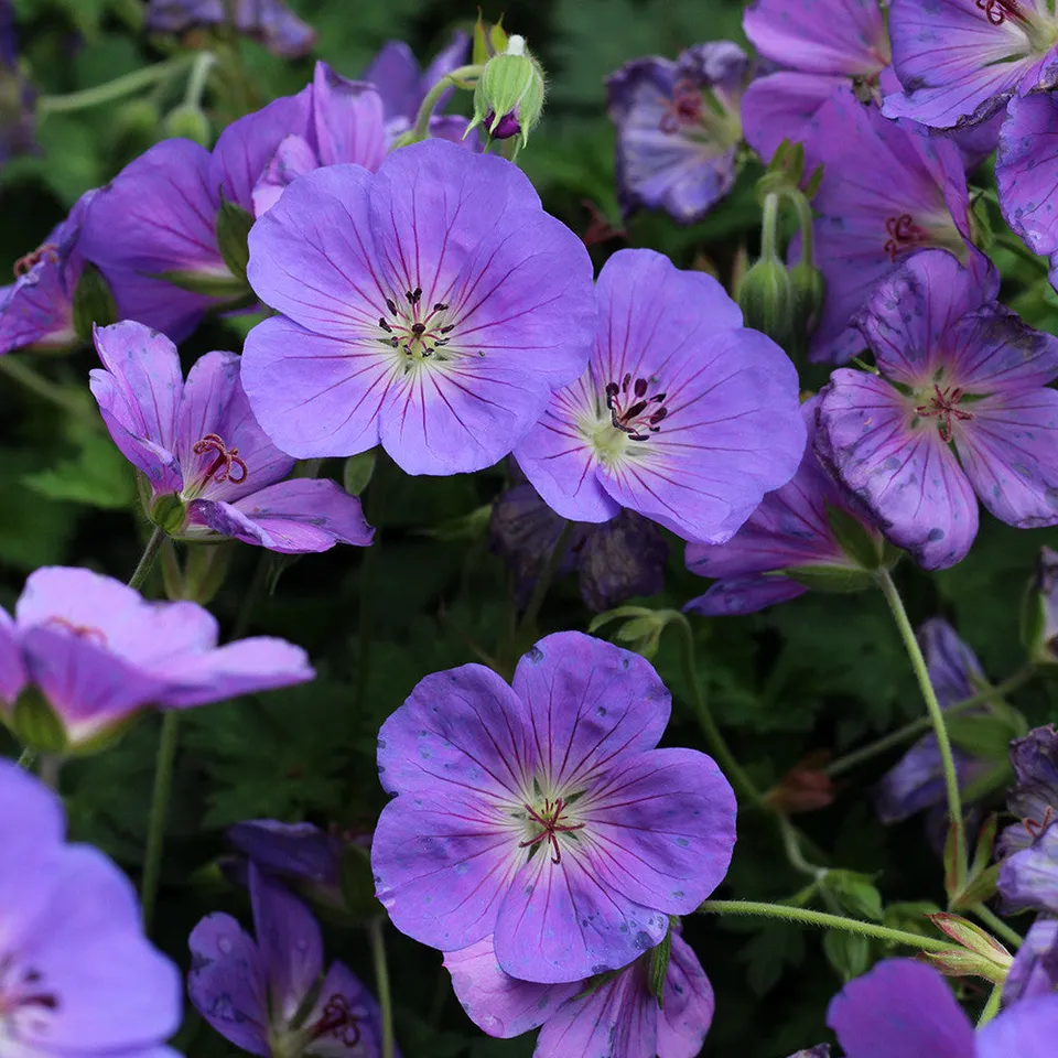 Sarah Raven Geranium Bloom Me Away Pflanze 3 Töpfe Blau