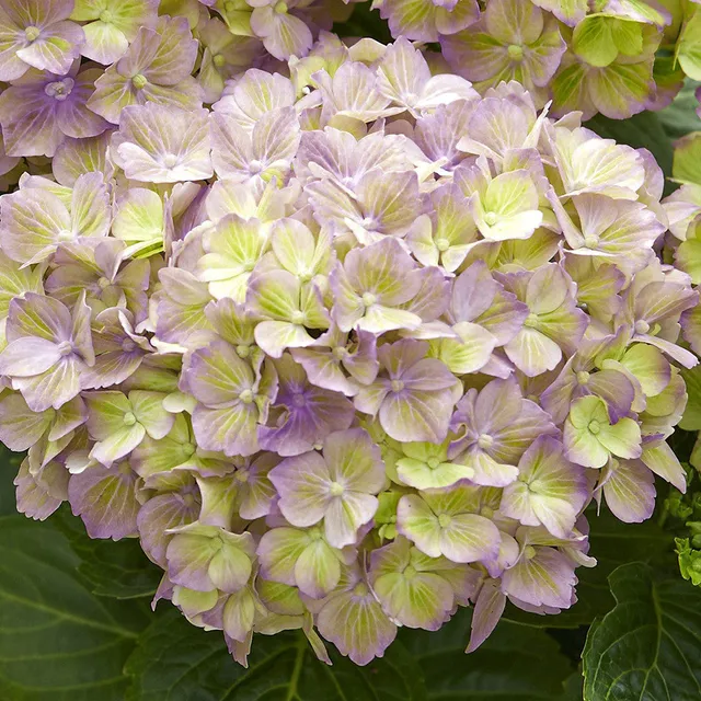 Sarah Raven Bella Pesche Hydrangea Hortensie 1,5L Farbwechsel
