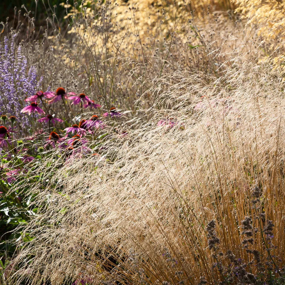 Sarah Raven Plants Deschampsia Goldtau Ziergras 3x 9cm Topf