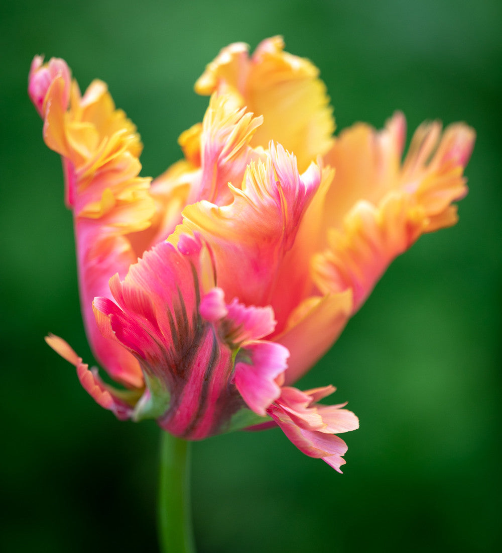 Sarah Raven Bulbs Tulpe Amazing Parrot Blumenzwiebeln 10 St