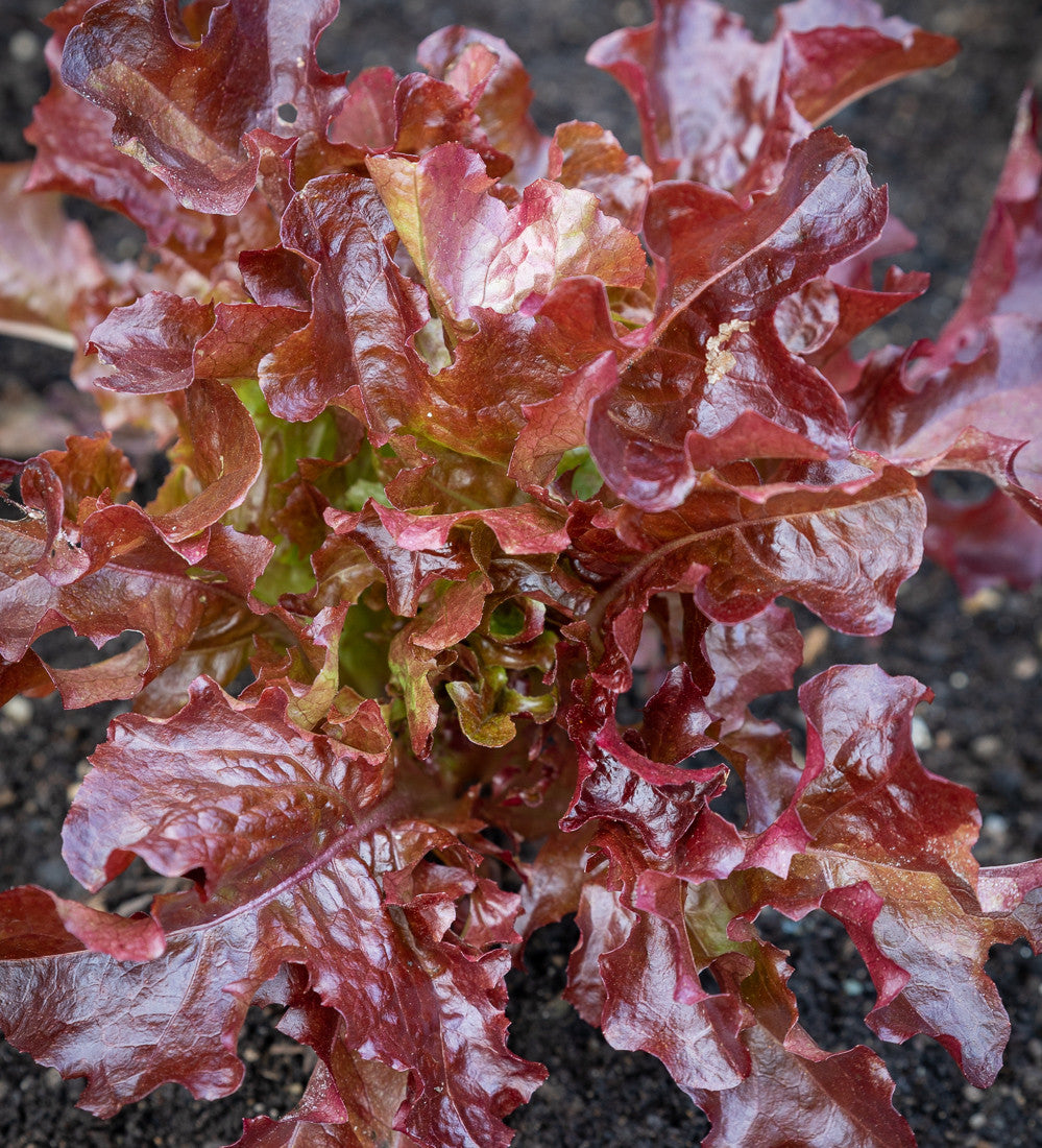 Sarah Raven Seeds Salat Batavia Red Salatsamen 750 Samen