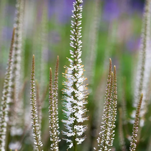 Sarah Raven Plants Veronicastrum Album Stauden 3x9cm weiß