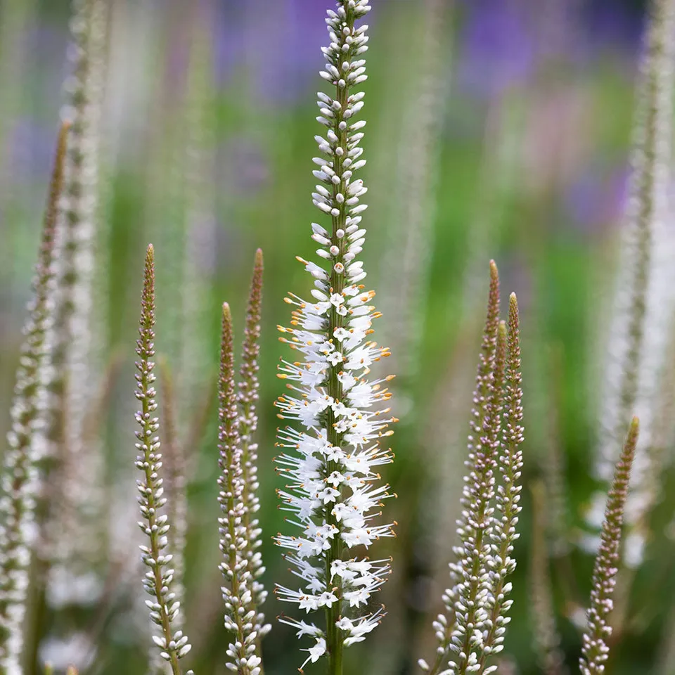 Sarah Raven Plants Veronicastrum Album Stauden 3x9cm weiß