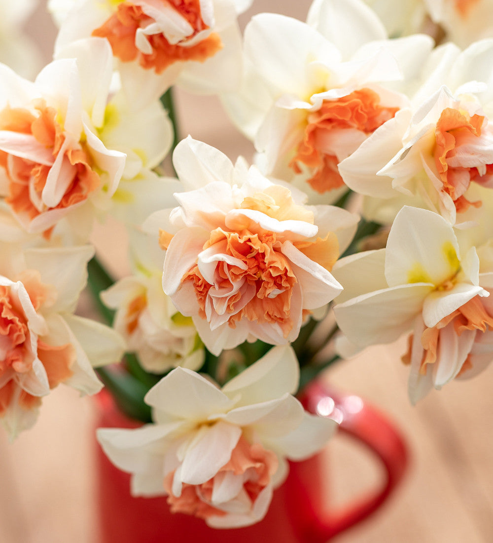 Sarah Raven Bulbs Narzisse My Story Blumenzwiebeln 15 Stück duftend