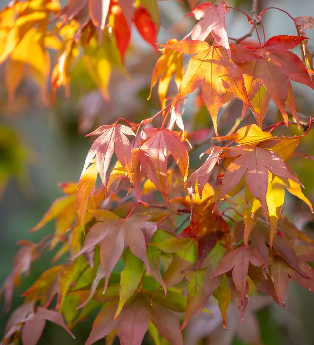 Sarah Raven Plants Acer Osakazuki Fächerahorn 2 Liter Topf