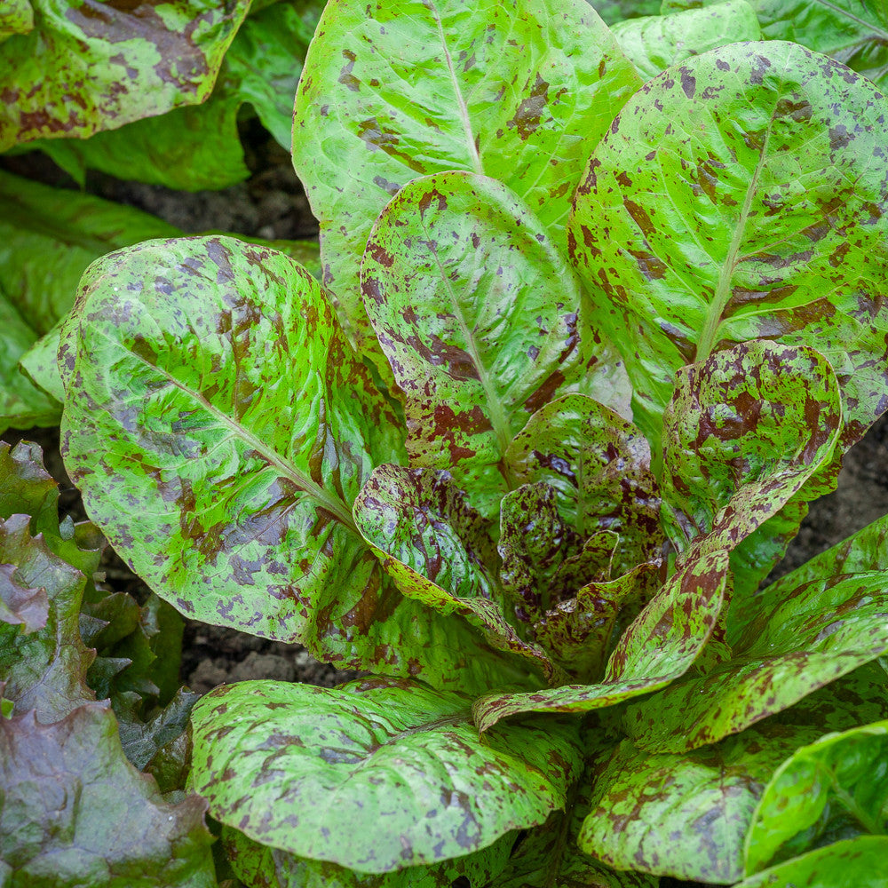 Sarah Raven Seeds Lettuce Freckles Samen 200 Cos-Salat