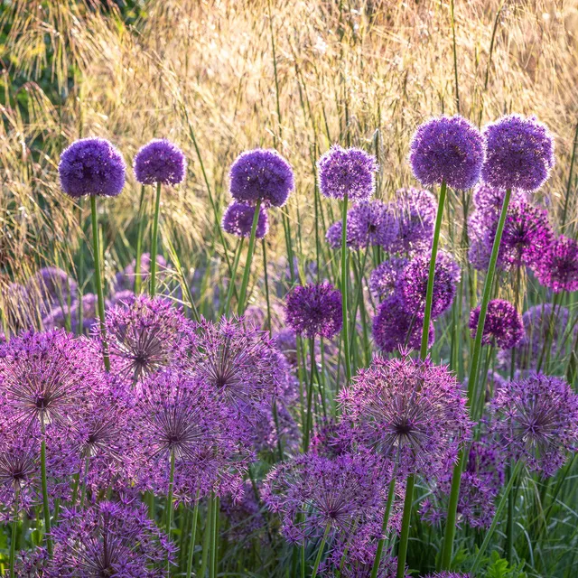 Sarah Raven Bulbs Firework Border Allium Blumenzwiebeln 50 Stück