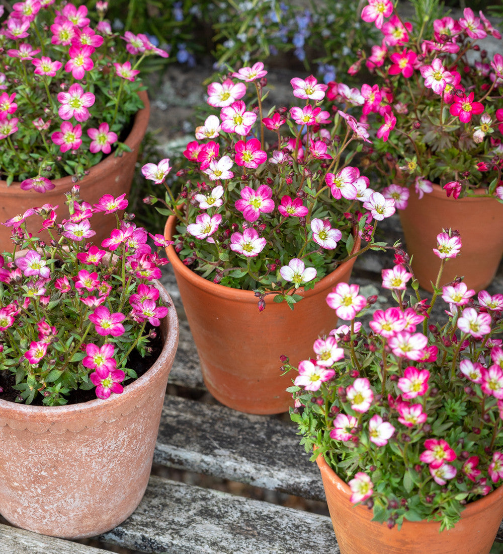 Sarah Raven Saxifraga Flower Carpet Samen 250 Stück Steinbrech