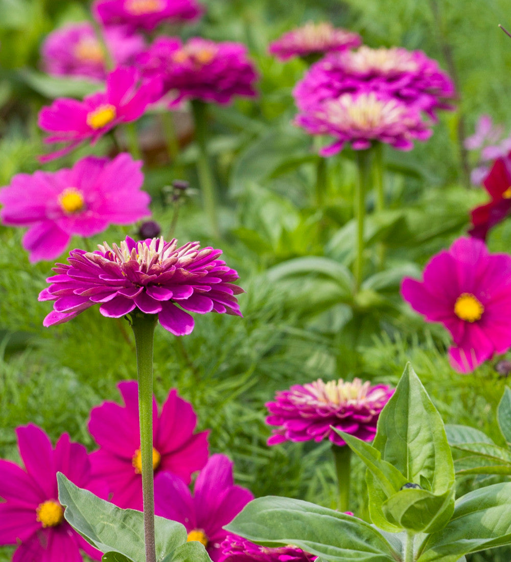 Sarah Raven Plants Zinnia Benary's Giant Purple 6x9cm Pink