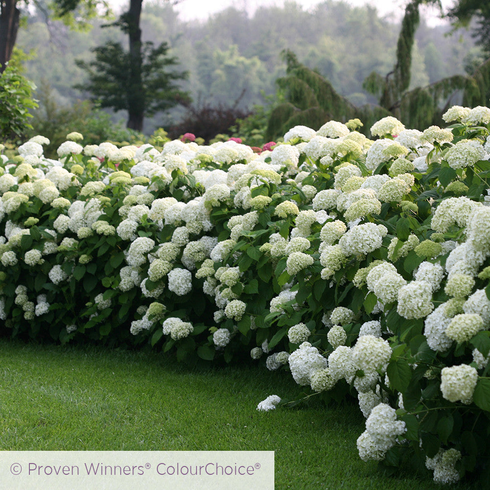 Sarah Raven Hydrangea Incrediball Hortensie 3L Topf weiß