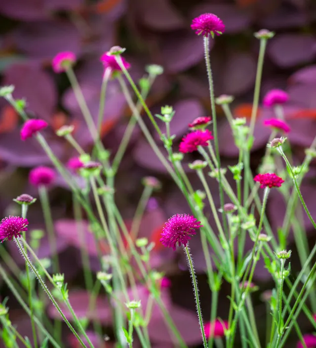 Sarah Raven Plants Knautia Macedonica Staude 3x9cm Töpfe Bienenweide