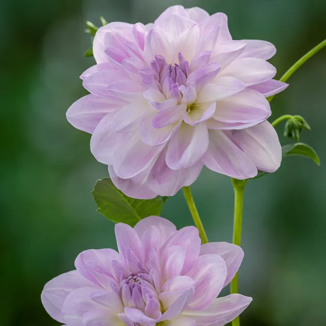 Sarah Raven Dahlia Porcelain Dahlienknollen 3 Stück weiß-rosa Vase