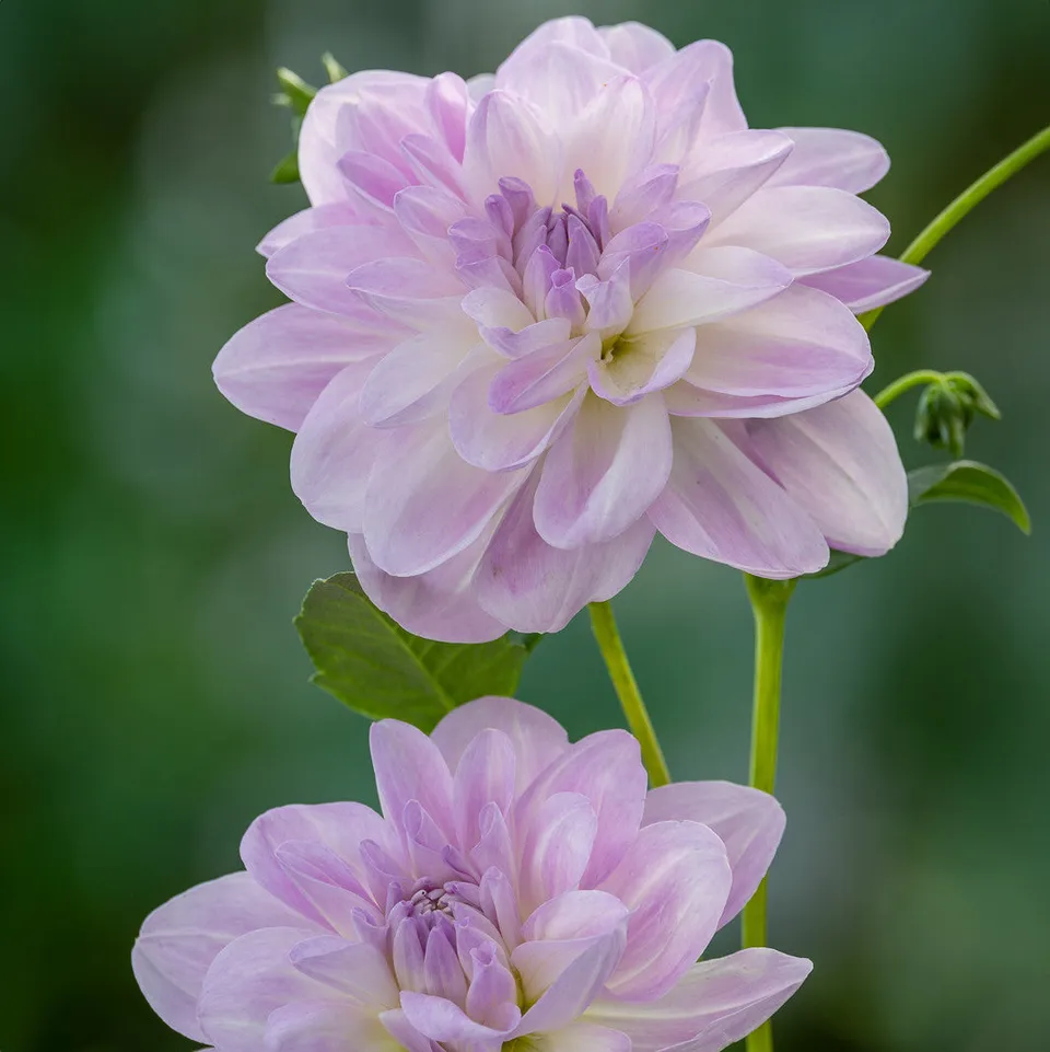 Sarah Raven Dahlia Porcelain Dahlienknollen 3 Stück weiß-rosa Vase