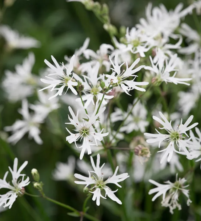 Sarah Raven Lychnis flos-cuculi alba Samen 200 Stück