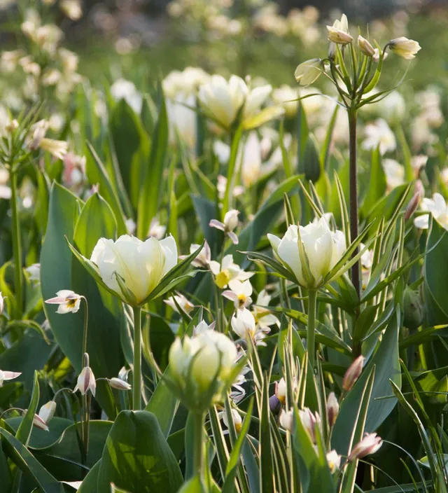 Sarah Raven Bulbs Soft and Graceful Drift Mix Blumenzwiebeln 80 Stück weiß