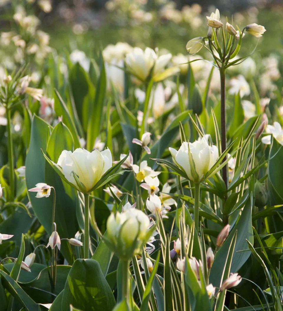 Sarah Raven Bulbs Soft and Graceful Drift Mix Blumenzwiebeln 80 Stück weiß