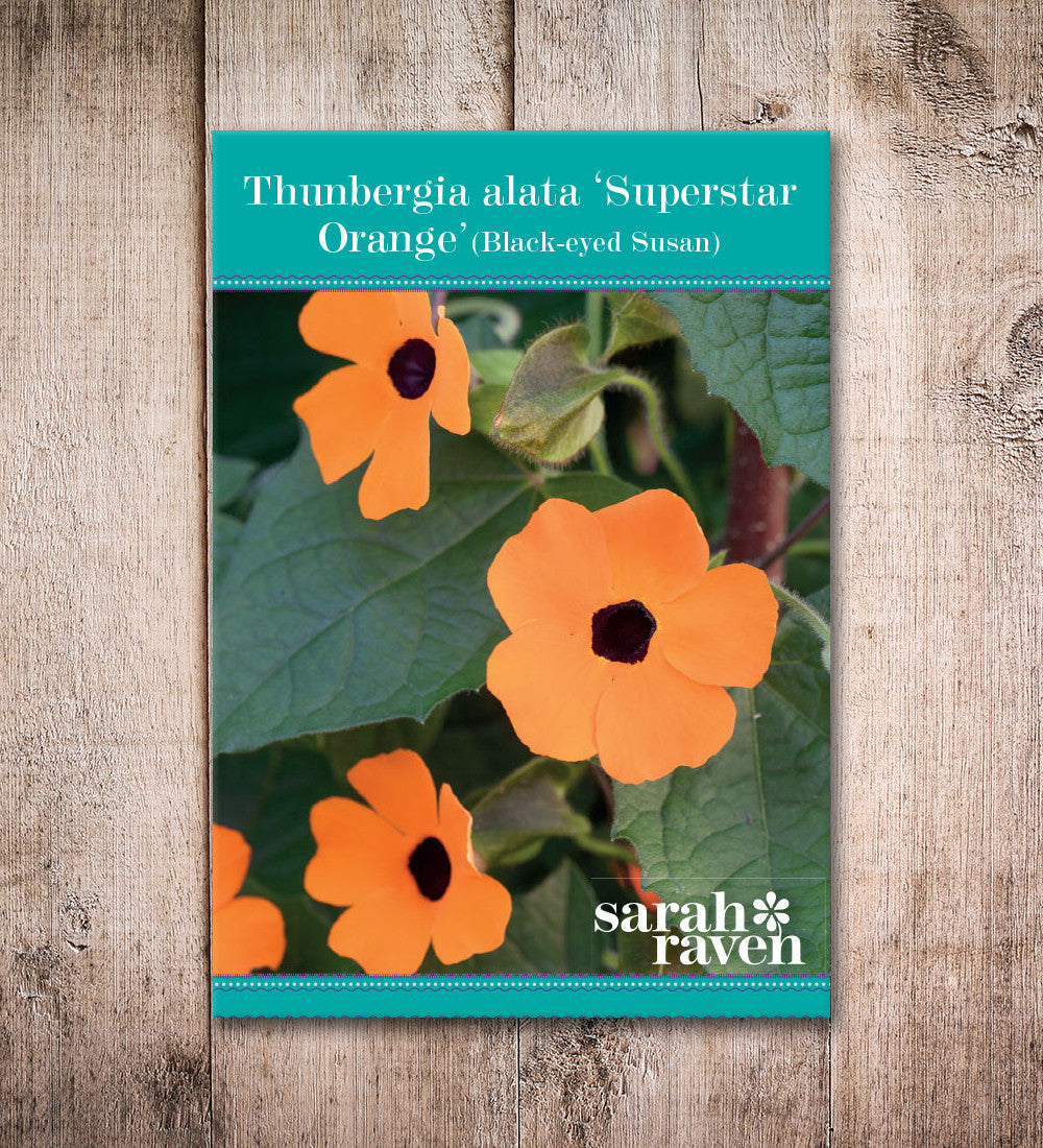 Sarah Raven Seeds Thunbergia alata Superstar Orange Samen 15 Stück
