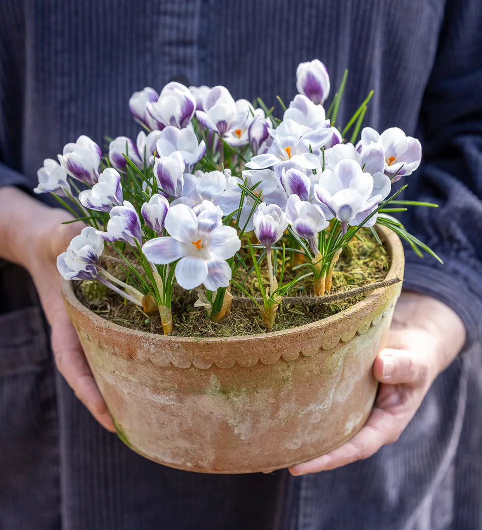 Sarah Raven Crocus Prins Claus Blumenzwiebeln 25 Stück weiß
