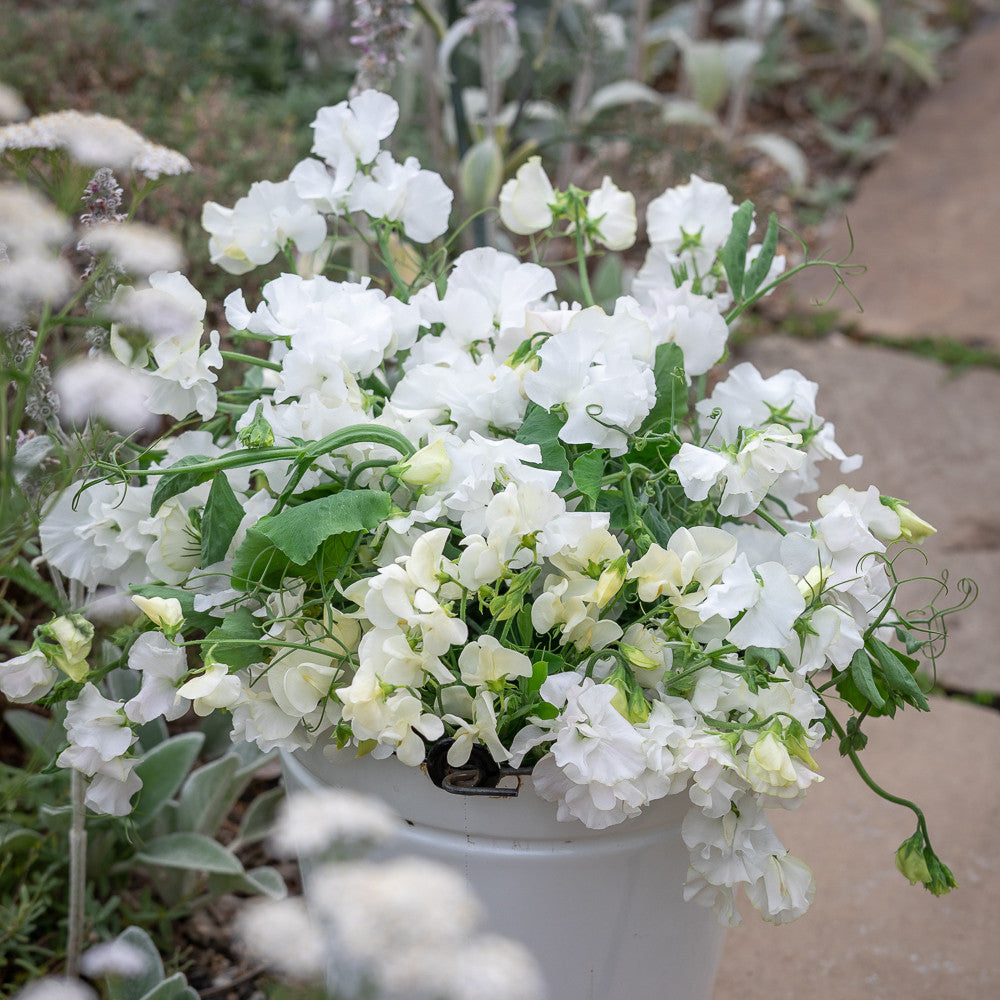 Sarah Raven White Garden Duftwickensamen 20 Samen duftend