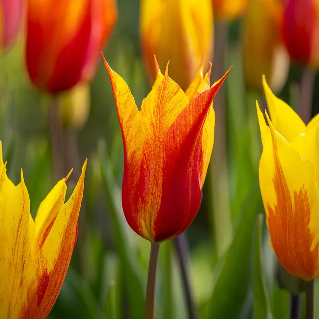 Sarah Raven Bulbs Tulip Vendee Globe Blumenzwiebeln 10 Zwiebeln