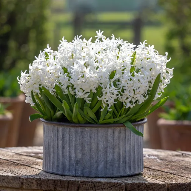 Sarah Raven Bulbs Hyazinthe Multiflora White 5 Zwiebeln