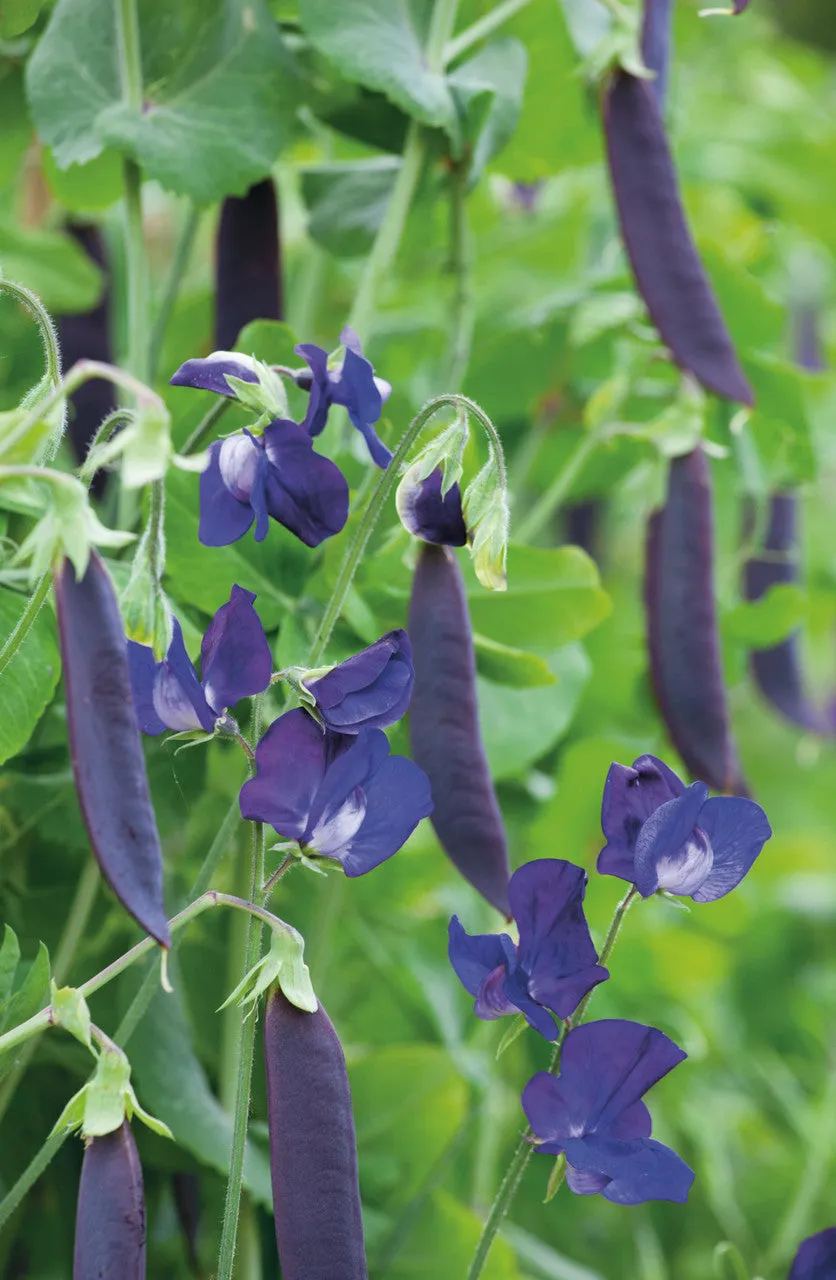 Sarah Raven Seeds Erbse Blauwschokker Samen 120 Samen lila