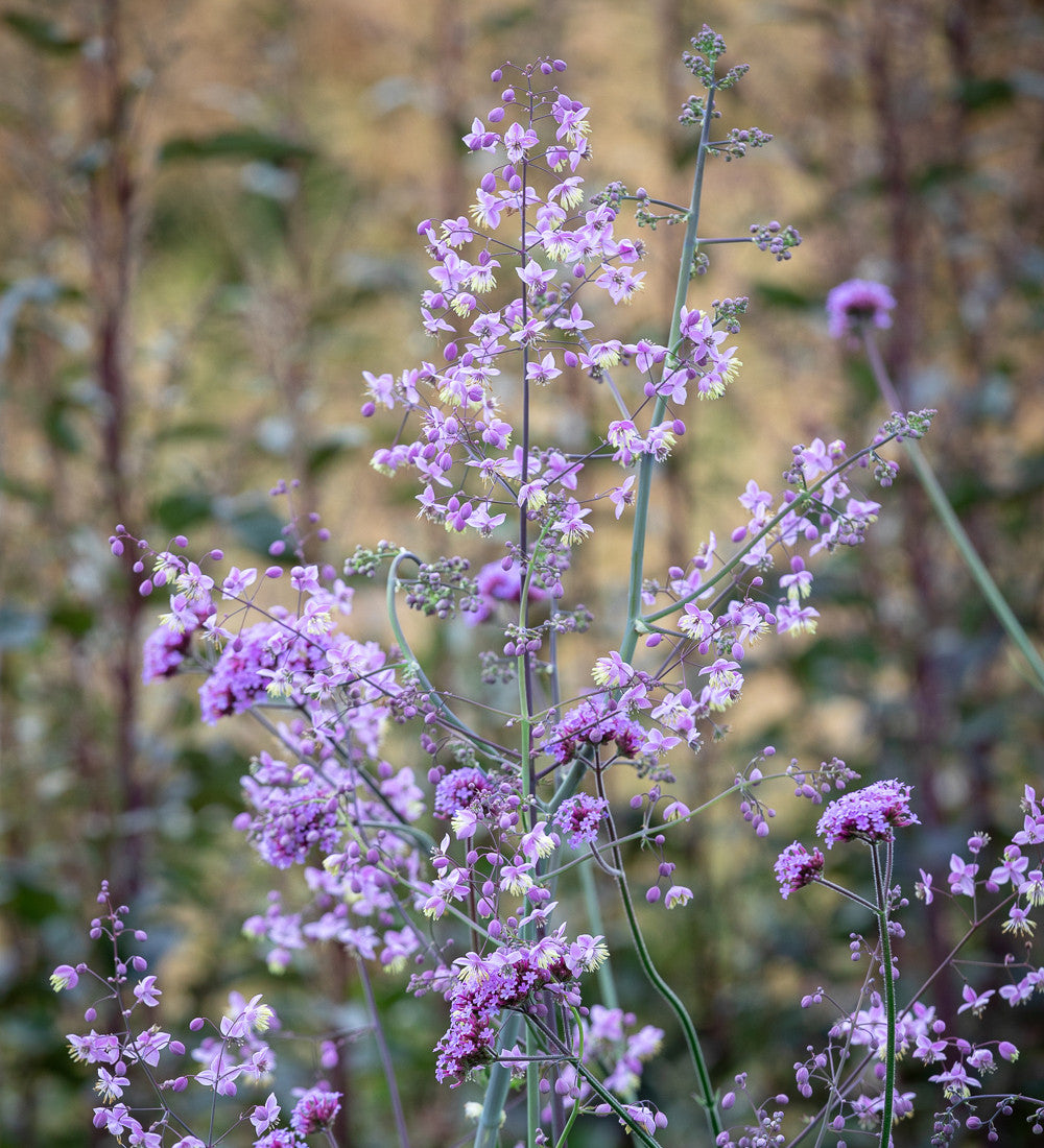 Sarah Raven Plants Wiesenraute Thalictrum delavayi 3x9cm lila
