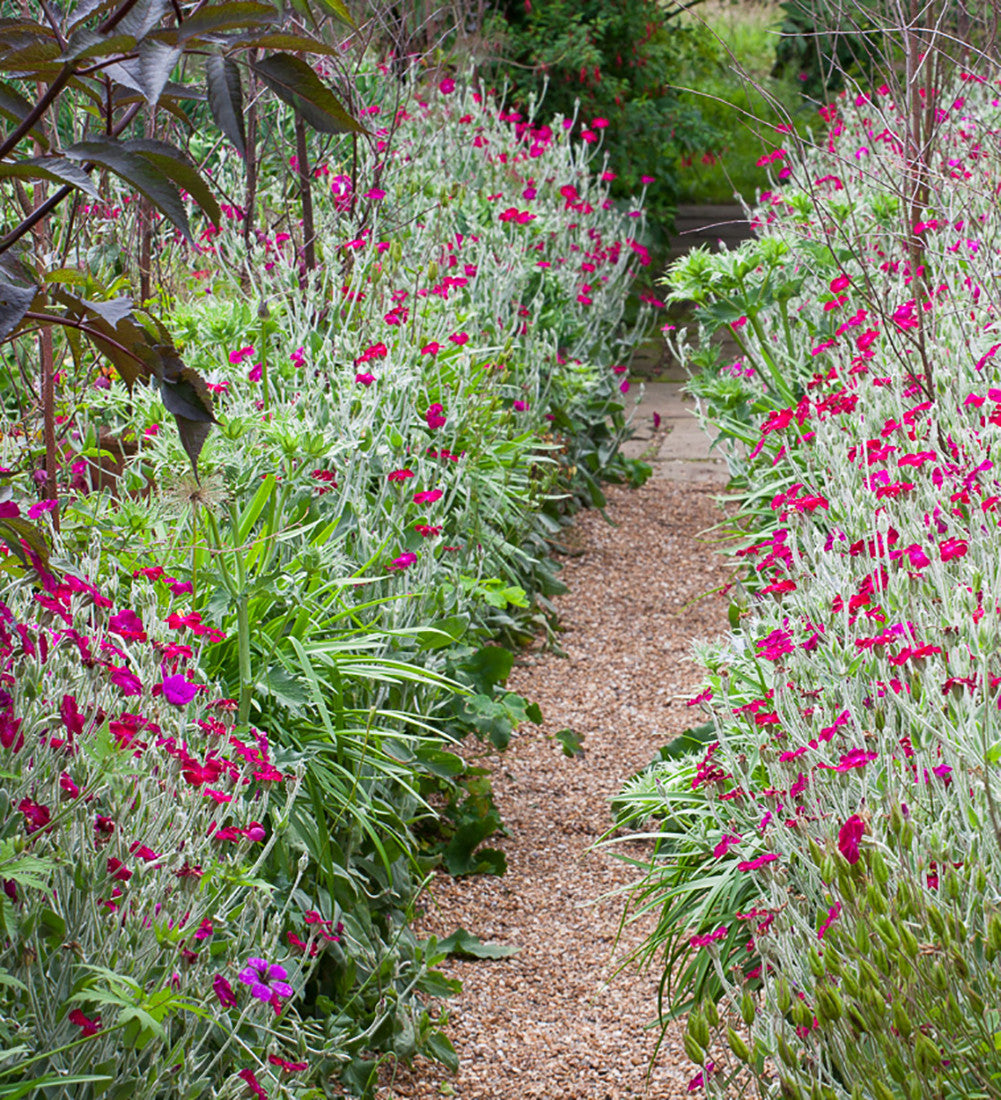 Sarah Raven Plants Lychnis coronaria Samen 500 Samen Staude
