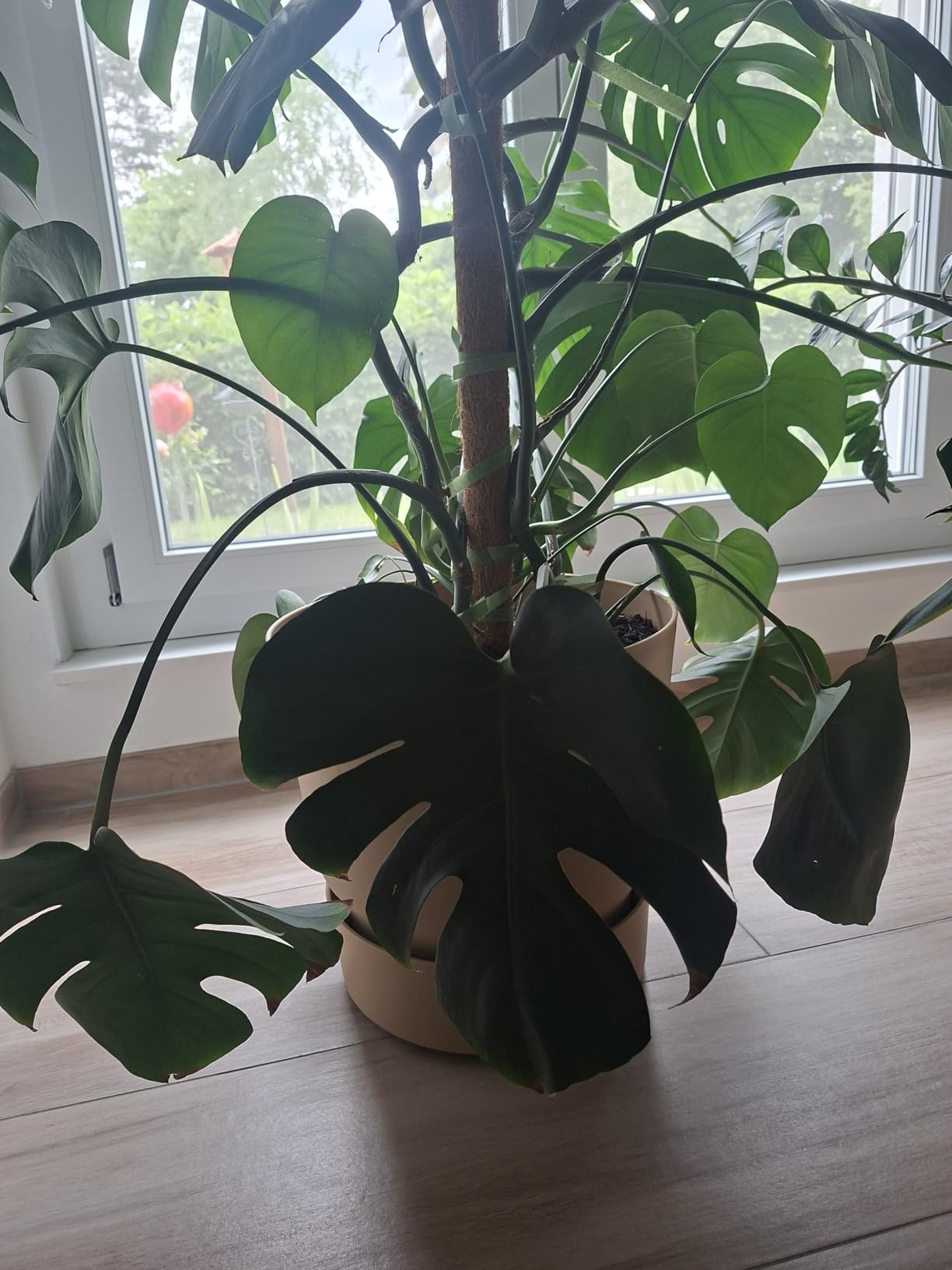 elho Greenville Rund 25 cm Blumentopf Living Schwarz frostbeständig