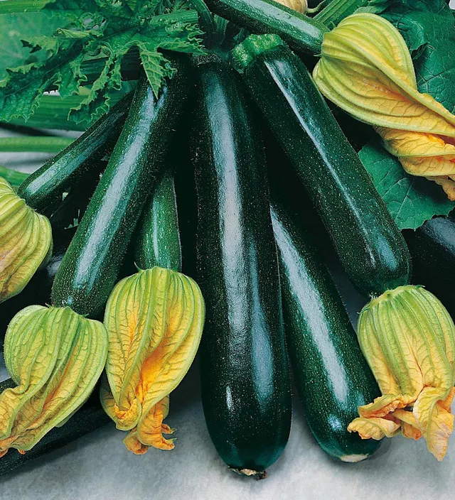 Sarah Raven Courgette Black Beauty Samen 10 Stück bio