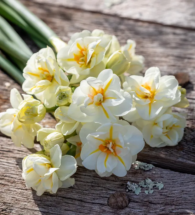 Sarah Raven Bulbs Narcissus Sir Winston Churchill 15 Stück duftend