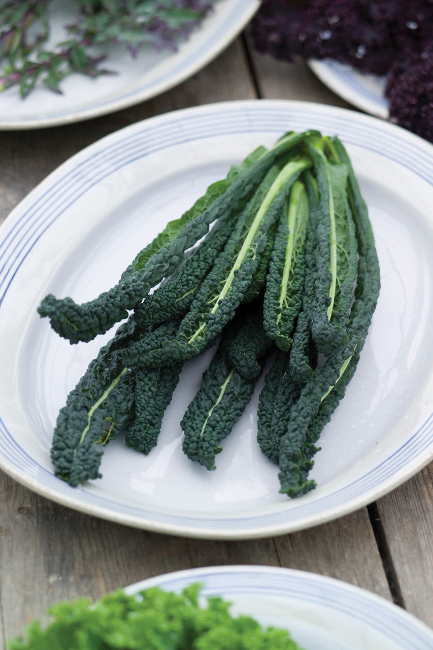 Sarah Raven Seeds Kale Nero di Toscana Saatgut 100 Samen Winter