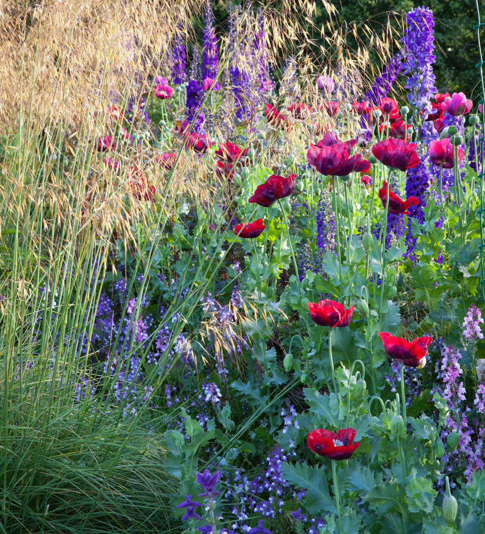 Sarah Raven Seeds Papaver Dark Plum Mohn Samen 100 Samen Pflaume