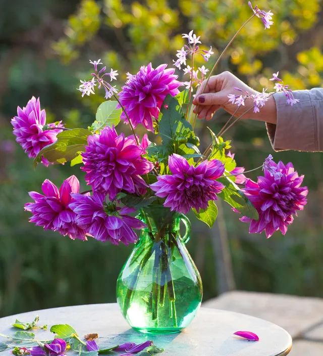 Sarah Raven Dahlia Thomas A. Edison Dahlienknolle 1 Stück