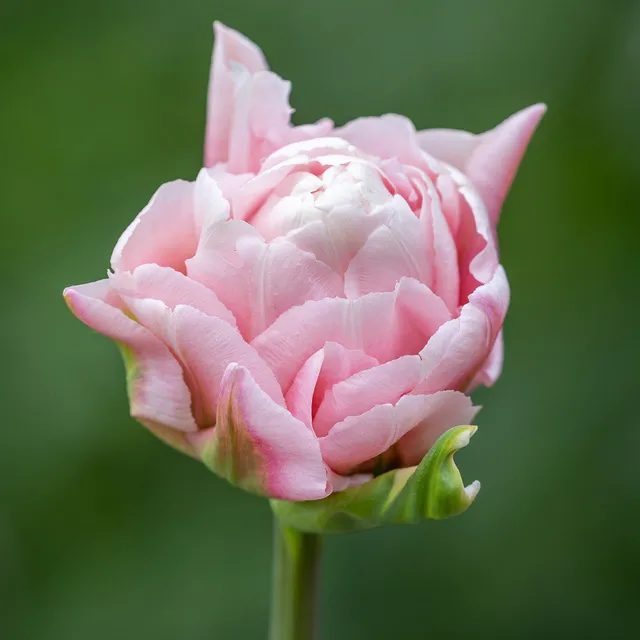 Sarah Raven Bulbs Tulip Dreamer Tulpenzwiebel 10 Zwiebeln rosa