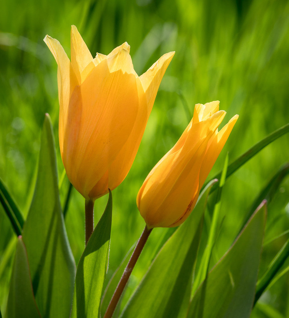 Sarah Raven Bulbs Tulip Narcissus Collection Blumenzwiebeln 40 Stück Wiese