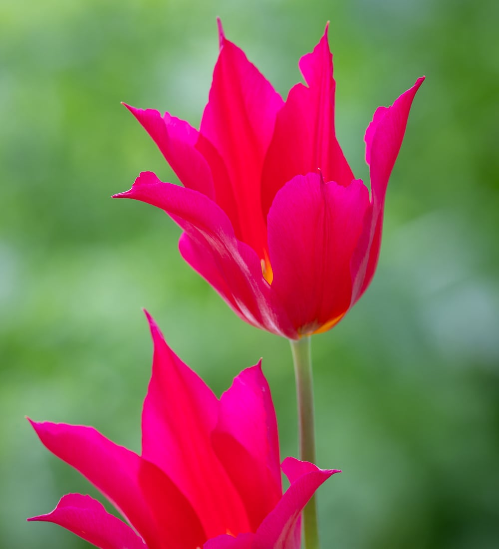 Sarah Raven Queen Rania Tulpe 10 Blumenzwiebeln koralle