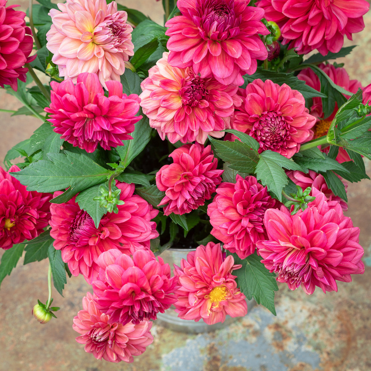 Sarah Raven Bulbs Dahlia Perch Hill Dahlienknolle 1 Knolle kupfer