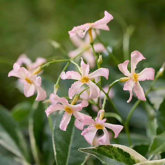 Sarah Raven Plants Sternjasmin Star of Milano Pflanze 2L Topf