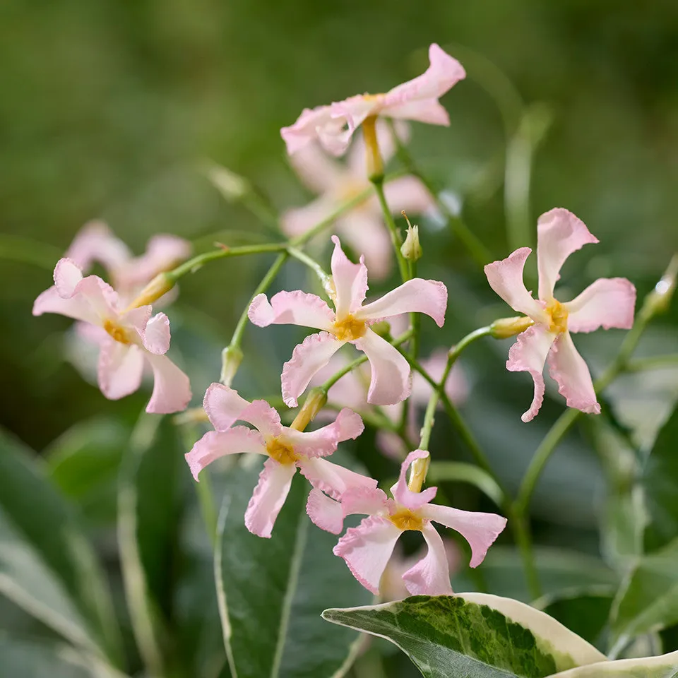 Sarah Raven Plants Sternjasmin Star of Milano Pflanze 2L Topf