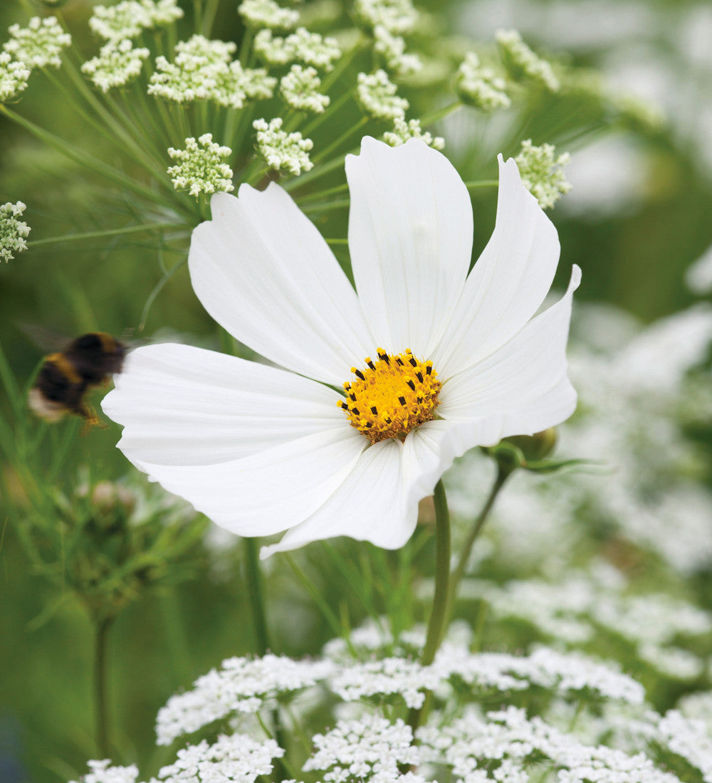 Sarah Raven Seeds Cosmos Ammi Blumensamen 2 Pack Schnittblumen