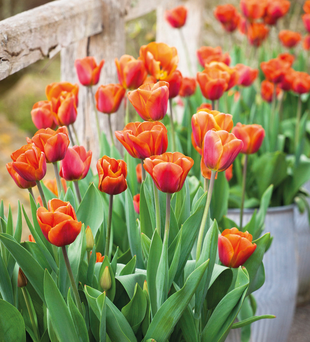 Sarah Raven Bulbs Tulpe Brown Sugar Zwiebeln 10 Stück